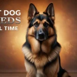 5 best Dog Breeds of all time